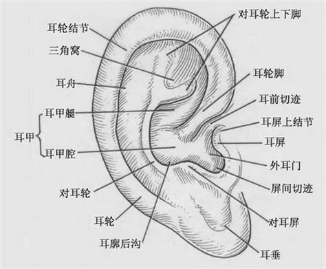 耳門面相